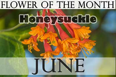 Flower of the Month